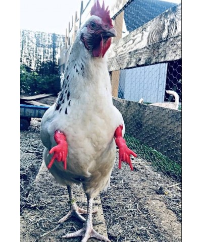 Spidey Cluck Superhero Chicken Arms to Put on Chickens Amazing Costumes for Chickens Meme Muscles Arms Make Your Chicken Go V...