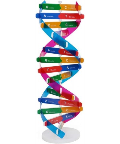 Kids DNA Model Kit Genes DNA Models Double Helix Science Popularization Teaching Aids $16.76 Educational Science Kits