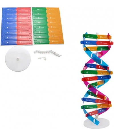 Kids DNA Model Kit Genes DNA Models Double Helix Science Popularization Teaching Aids $16.76 Educational Science Kits