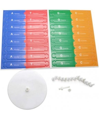 Kids DNA Model Kit Genes DNA Models Double Helix Science Popularization Teaching Aids $16.76 Educational Science Kits