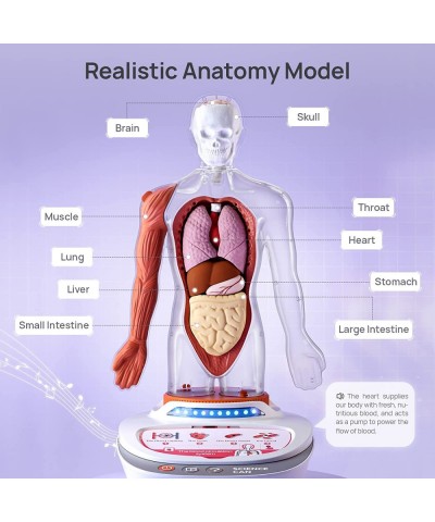 Human Body Model for Kids Interactive Human Anatomy Talking Model - 11 Inch Realistic Anatomical Assembly Kit 15PCS Removable...