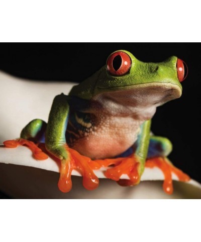 National Geographic Red-Eyed Tree Frog Mini - 100 Piece Jigsaw Puzzle $25.92 Jigsaw Puzzles