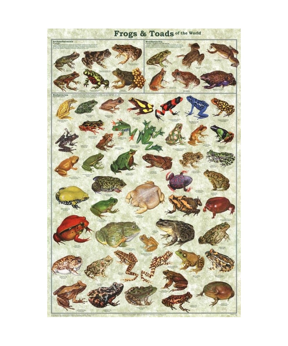 Frogs & Toads of the World Educational Poster 24 x 36in $22.47 Toy Vehicle Playsets