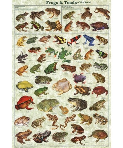 Frogs & Toads of the World Educational Poster 24 x 36in $22.47 Toy Vehicle Playsets