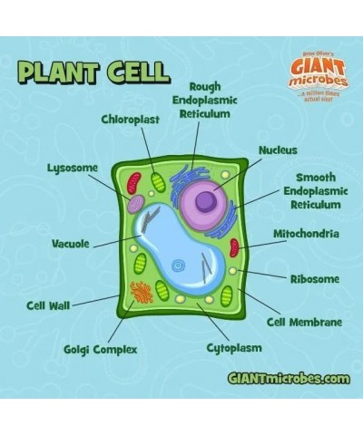 GIANTmicrobes Plant Cell Plush – Learn about Cell Biology with this Educational Plush Memorable Gift for Biology Students Sci...