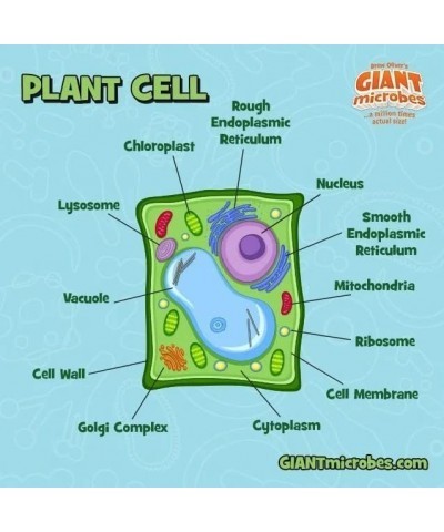 GIANTmicrobes Plant Cell Plush – Learn about Cell Biology with this Educational Plush Memorable Gift for Biology Students Sci...